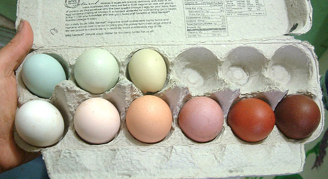 Diferentes colorações de ovo. Imagem do site http://benstarr.com/
